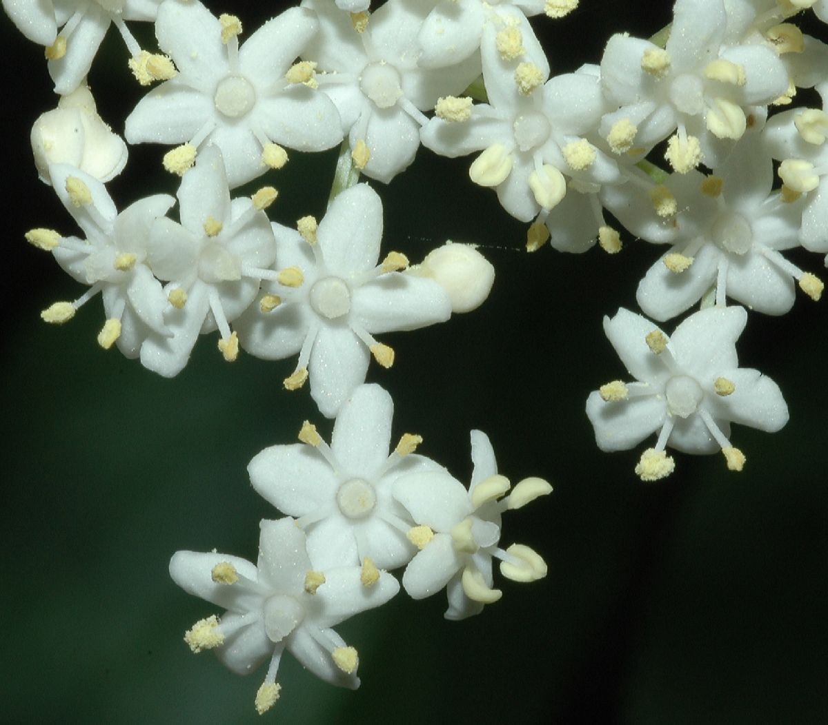 Adoxaceae Sambucus canadensis