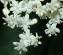 image of Sambucus canadensis