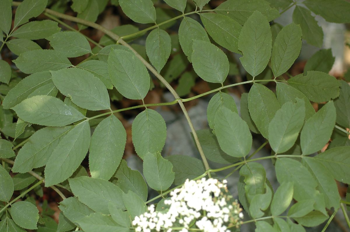 Adoxaceae Sambucus canadensis