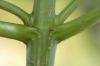 image of Sambucus canadensis