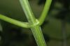 image of Sambucus canadensis
