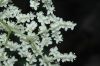 image of Sambucus canadensis
