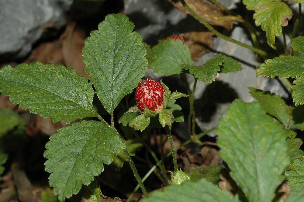 Rosaceae Duchesnea indica