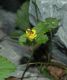 image of Duchesnea indica