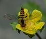 image of Duchesnea indica