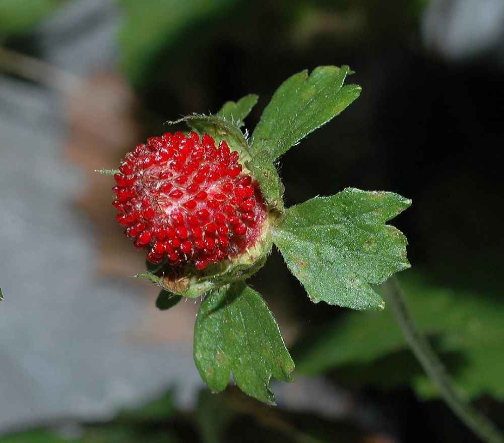Rosaceae Duchesnea indica