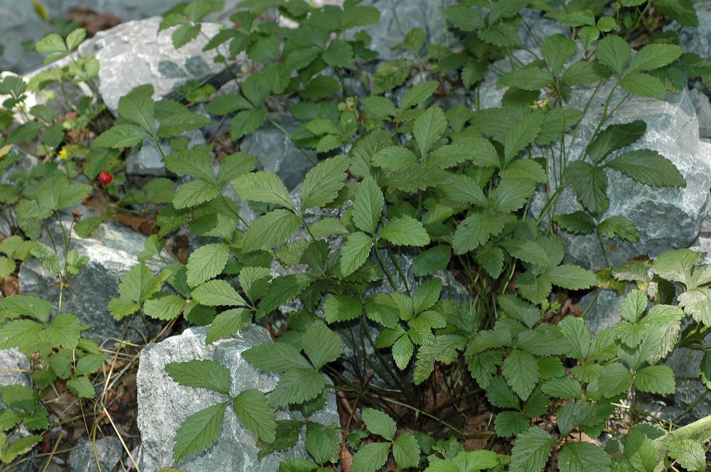 Rosaceae Duchesnea indica