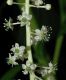 image of Phytolacca americana