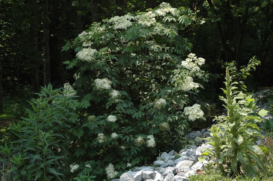 Adoxaceae Sambucus canadensis