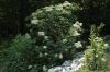 image of Sambucus canadensis