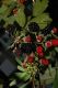 image of Rubus 