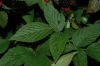 image of Rubus 