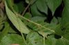 image of Rubus 