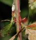 image of Rubus 