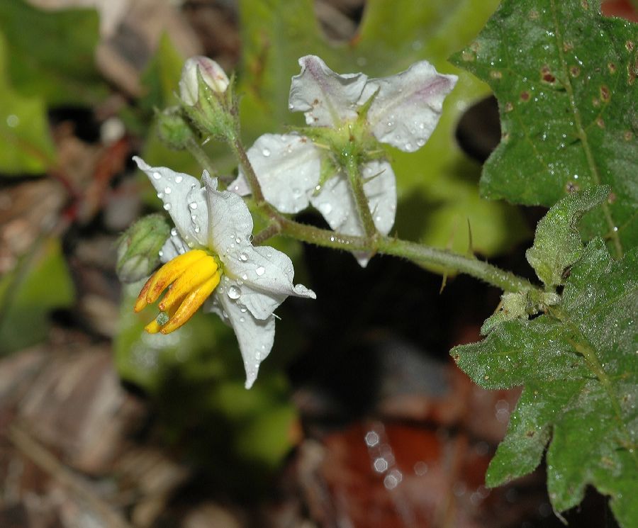 Solanaceae Solanum carolinense