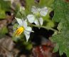 image of Solanum carolinense