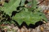 image of Solanum carolinense