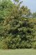 image of Magnolia grandiflora