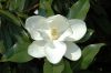 image of Magnolia grandiflora