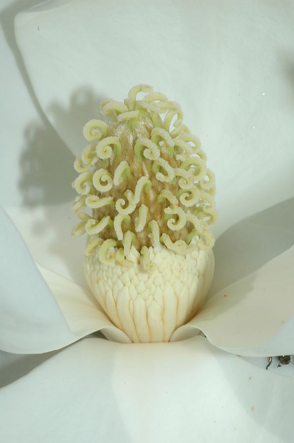 Magnoliaceae Magnolia grandiflora