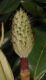 image of Magnolia grandiflora