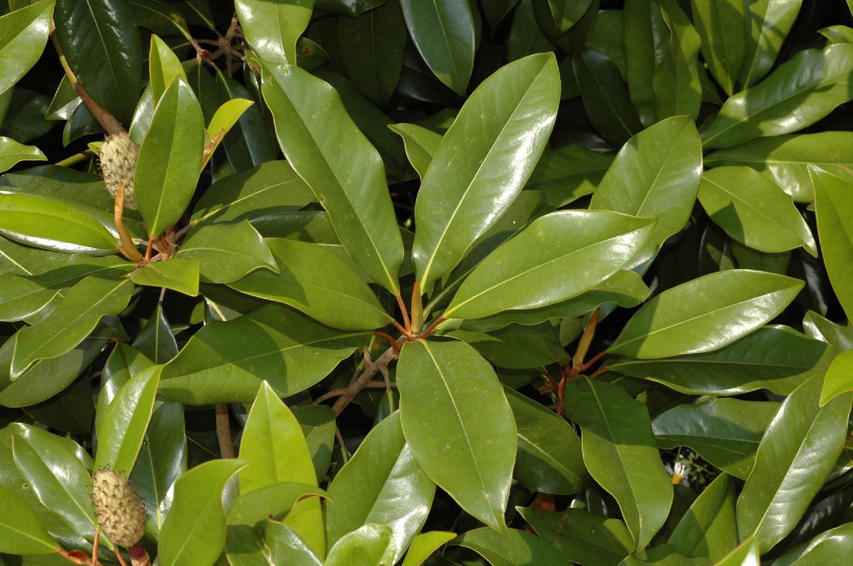 Magnoliaceae Magnolia grandiflora