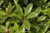 image of Magnolia grandiflora