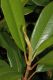 image of Magnolia grandiflora