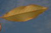 image of Magnolia grandiflora