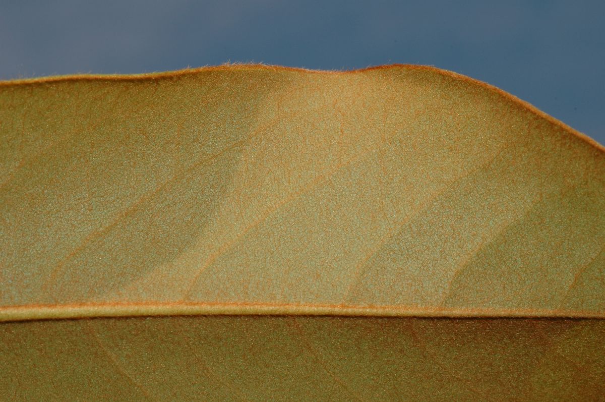 Magnoliaceae Magnolia grandiflora