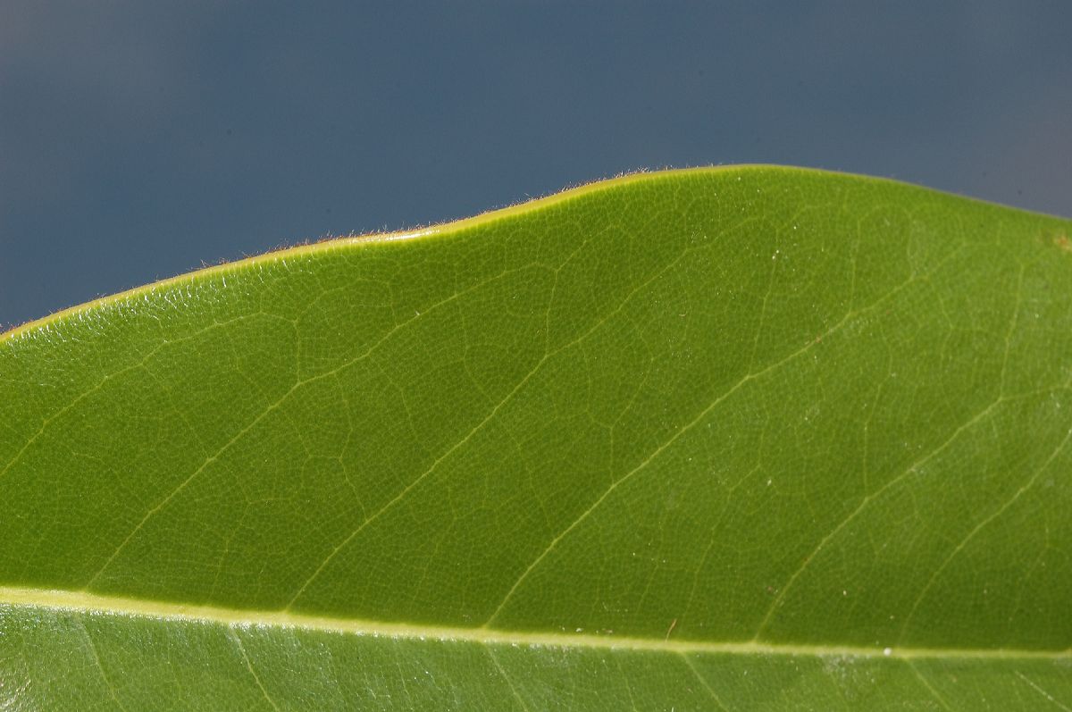 Magnoliaceae Magnolia grandiflora
