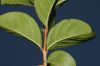 image of Lagerstroemia indica