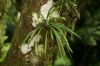 image of Campyloneurum gracile