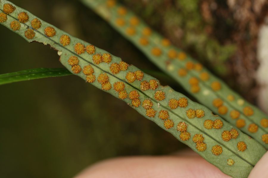 Polypodiaceae Campyloneurum gracile