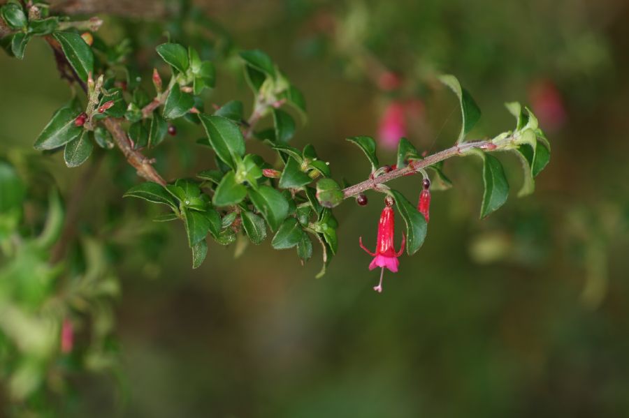 Onagraceae Fuchsia microphylla