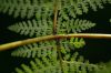 image of Dennstaedtia cicutaria