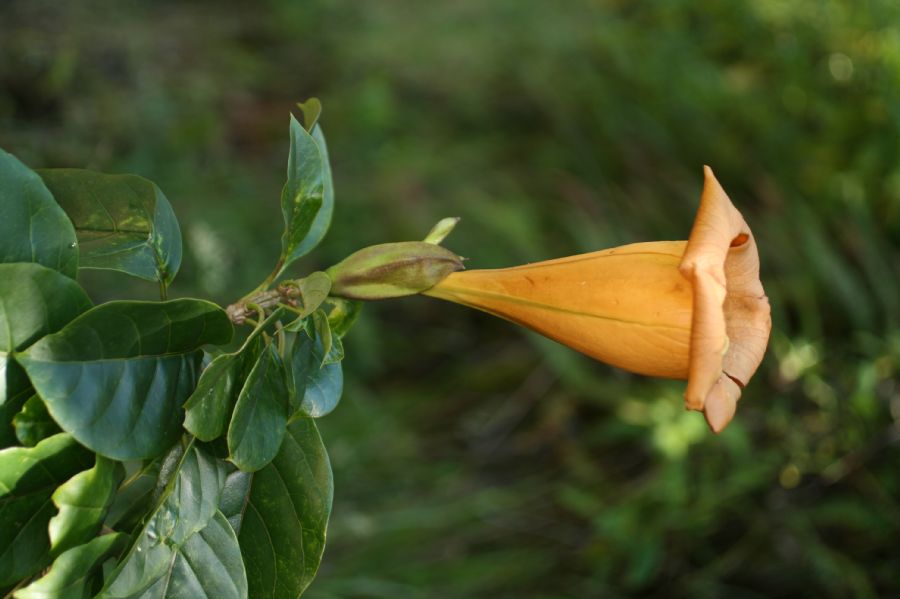 Solanaceae Solandra brachycalyx