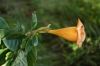 image of Solandra brachycalyx