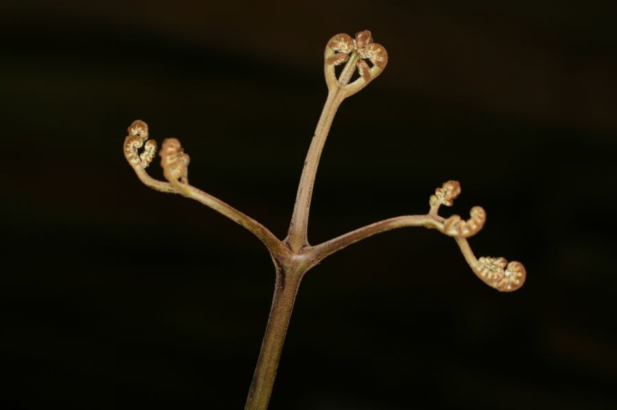 Dennstaedtiaceae Pteridium arachnoideum