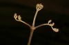 image of Pteridium arachnoideum