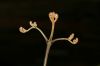 image of Pteridium arachnoideum