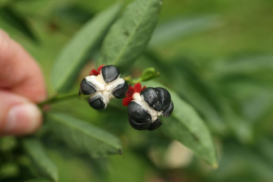 Ochnaceae Ochna serrulata