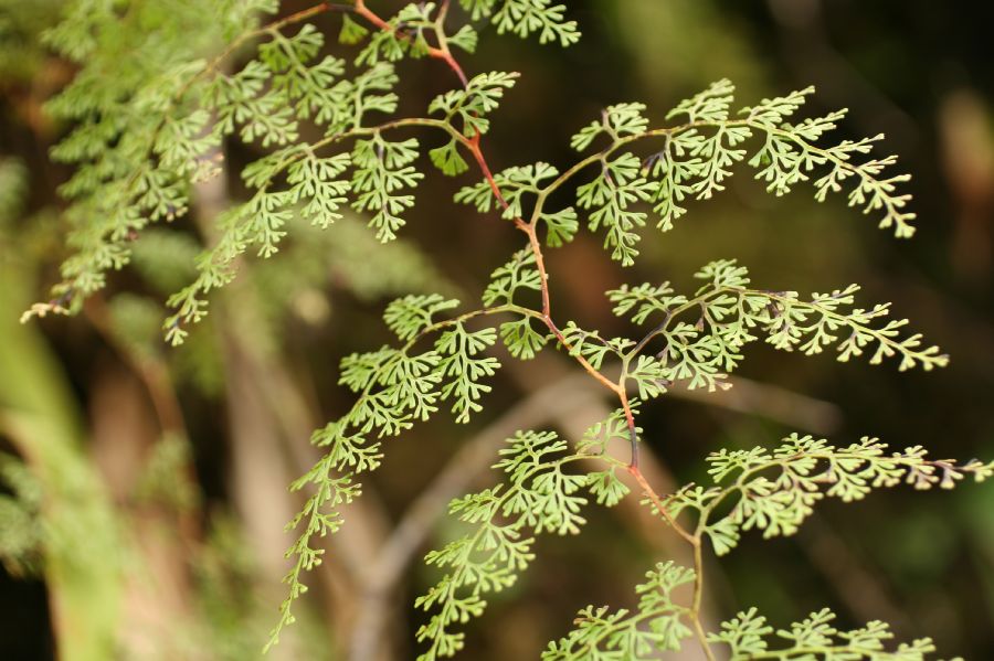 Lindsaeaceae Odontosoria gymnogrammoides