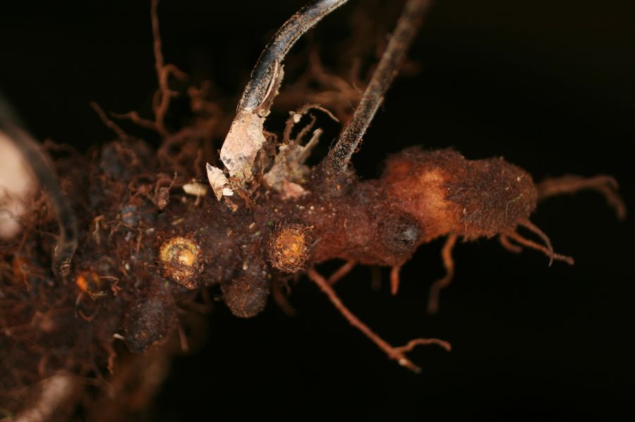 Polypodiaceae Pecluma eurybasis