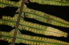 image of Pecluma eurybasis