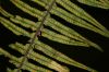 image of Pecluma eurybasis