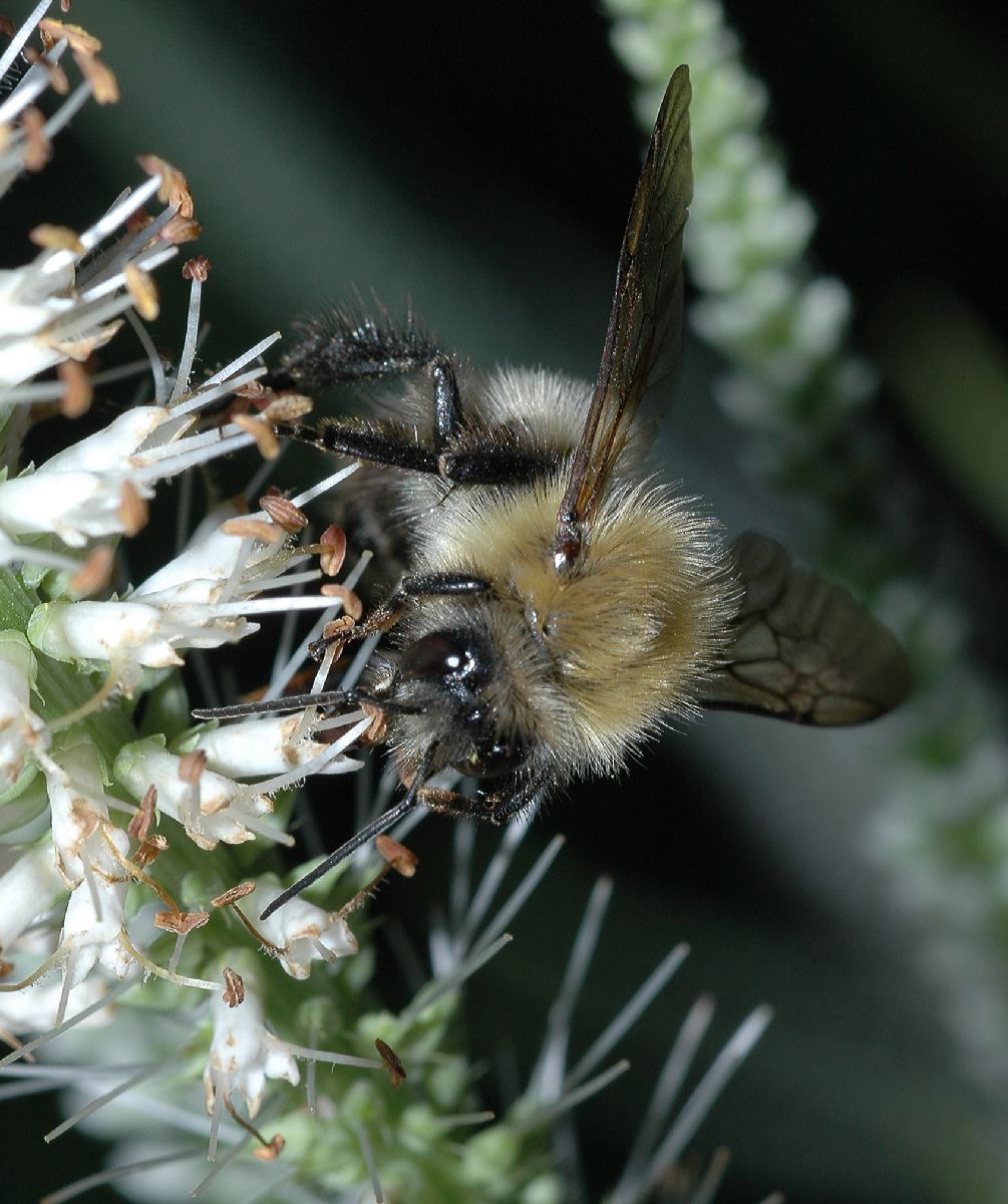Apidae  