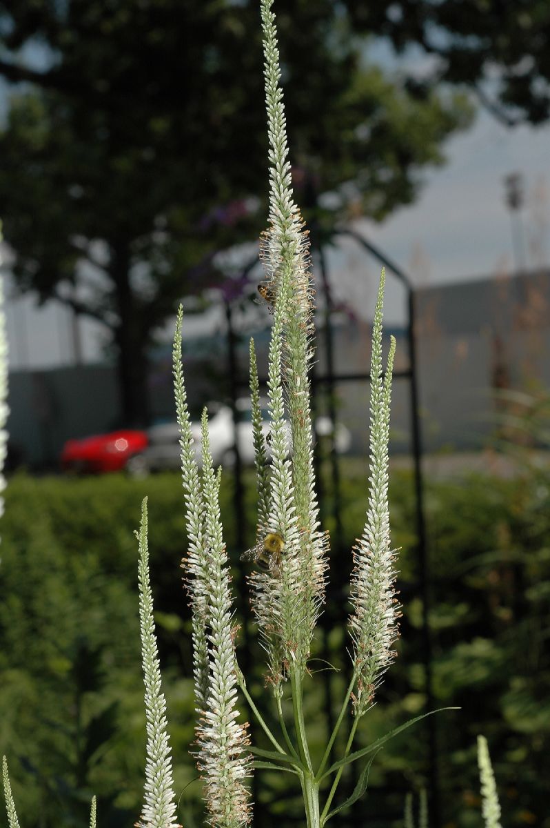 Plantaginaceae Veronicastrum virginicum