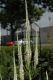 image of Veronicastrum virginicum