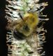image of Bombus 